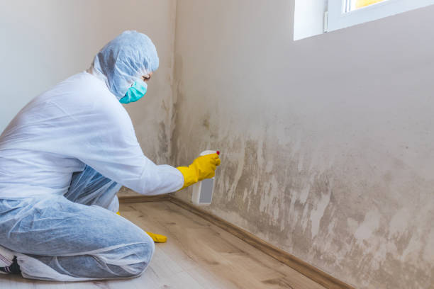 Best Mold Remediation for Healthcare Facilities  in Hamburg, NJ